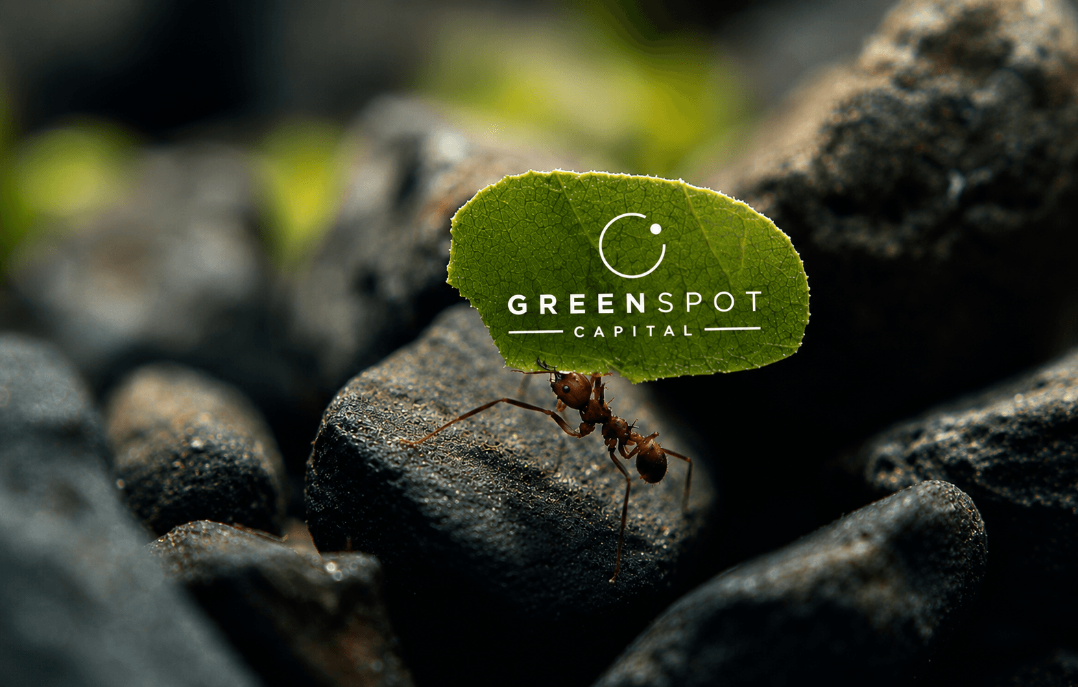 Green Spot Capital
